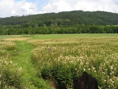 Reich strukturierte Feuchtgebiete im Hochwasserrückhaltebecken Teichstätt.