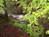 Oberlauf vom Grömerbach bei Helmberg: Flyschgrabenbach mit strukturreicher Sohle in kleinem Tobel und Grabenwald zur Zeit des Bärlauch-Austriebs