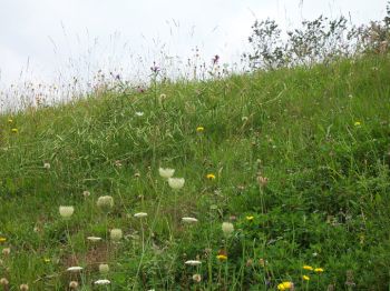 Steile Böschung mit magerer Rotstraußgras-Rotschwingel-Wiese am Schußberg 