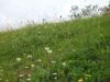 Steile Böschung mit magerer Rotstraußgras-Rotschwingel-Wiese am Schußberg 