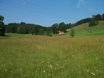 Großflächige Pfeifengras-Streuwiese bei Schweibern