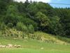 Aufgeforstete Grenzertragsfläche im Kontaktbereich zum Wald am Schußberg 