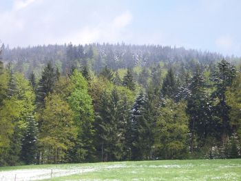 Ausgedehnte, Fichten-dominierte Wälder am Tannberg 