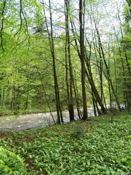 Laubmischwald an der Wangauer Ache mit vorwiegend Buche und Bergahorn, Krautschicht mit Bärlauch 