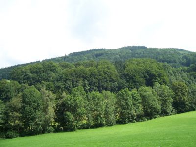 Eschen-dominiertes Bachgehölz an kleinem Flyschbach bei Hauberg 