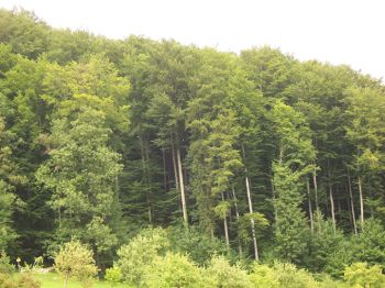 Blick auf den unter Naturschutz stehenden Edelkastanienwald in Unterach am Attersee, randlich freigestellte Edelkastanien 