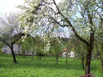 Obstbaumwiese zur Blütezeit mit regionaltypischem Bauernhof bei Limberg 