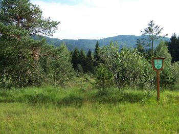 Naturschutzgebiet Haslauer Moor: kleines Wasserscheidenhochmoor