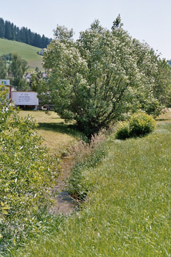 Kleine Naarn bei Unterweißenbach 