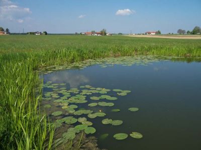 Teich mit Kalmus-Röhricht und Teichrosen bei Lohnsberg auf der Hochterrasse 