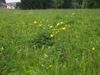 Feuchtwiese mit Trollblumen und Knabenkraut in Unterirnprechting am Engelbach 