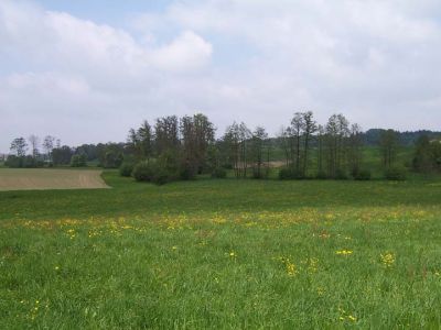 Naturnaher Abschnitt des Hartbaches bei Stempfen: Mäander mit Ufergehölz (v.a. Schwarzerle und Traubenkirsche zur Blütezeit)