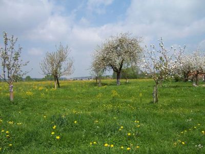 Kleine Obstbaumwiese mit Nachpflanzungen in Badhub 