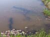 Kaulquappen-Schwärme, Laichkraut und Seerosen in einem Teich bei Sterz auf der Hochterrrasse 