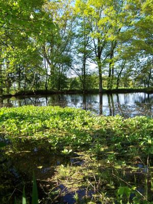 Alter Löschteich mit dichtem Ufergehölz und Fieberklee bei Oberkriebach