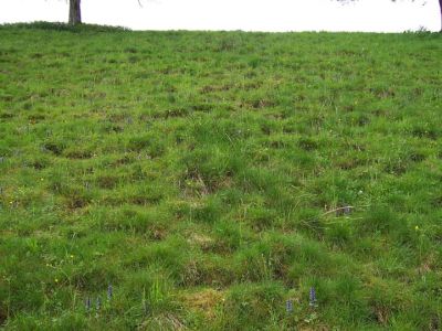 Magere Fettweide mit Günsel auf der Niederterrassenböschung bei Stapfing