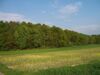 Buchen-dominierter Leitenwald auf einem Trockentaleinhang bei Bründl
