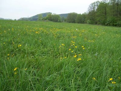 Feuchtwiese mit Sumpfdotterblumen und Seggen bei Moos, im Hintergrund Bachgehölz mit Schwarzerle, Traubenkirsche und Esche an einem Zufluss der Enknach 