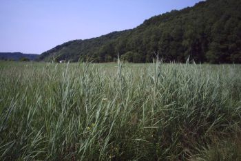 Feuchtwiesen in der Ettenau am Fuße des Hangwaldes 
