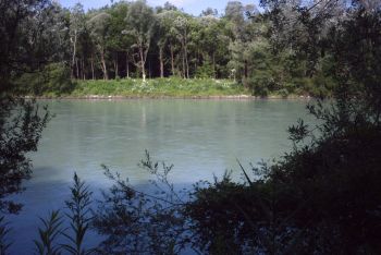 Weidenreicher Auwald an der Salzach 