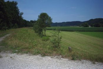 Landwirtschaftlich genutzte Austufe mit Hochwasserdamm 