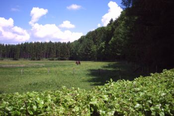 Salzachleiten mit vorgelagerter Pferdeweide 