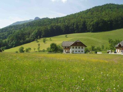 Extensivgrünland in St. Wolfgang 