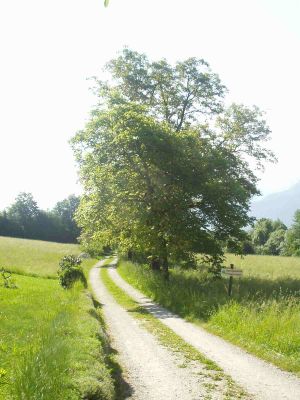 Baumreihe entlang eines Feldweges nördlich von St. Wolfgang 