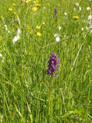 Orchidee in einer extensiv genutzten Wiese in St. Wolfgang 