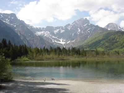 Der Almsee mit Graugänsen im Hintergrund das Tote Gebirge 