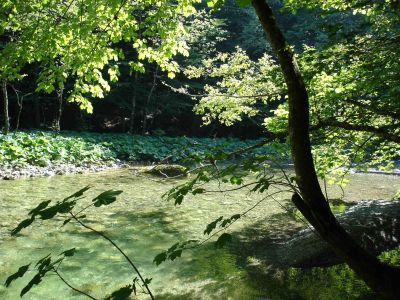 Ein naturnaher Abschnitt des Rettenbachs