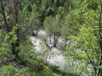 Ein naturnaher Abschnitt des Offenseebachs mit Weiden auf einer Schotterbank 
