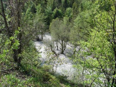 Ein naturnaher Abschnitt des Offenseebachs mit Weiden auf einer Schotterbank 