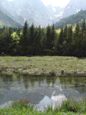 Verlandungsbereiche beim Langbathsee im Hintergrund das Höllengebirge 