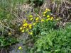 Sumpfdotterblumen beim Almsee 