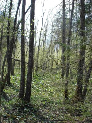 Erlenbruchwald nördlich des Almsees