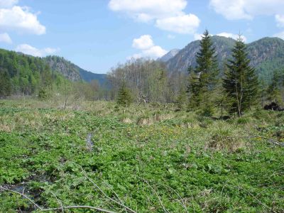 Naturnahe Verlandungsbereiche des Almsees 