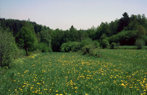 Hecken bei Stein südöstlich St. Roman 