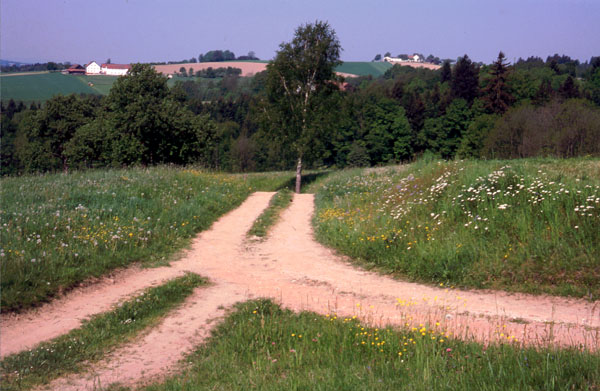 Feldböschung südlich Münzkirchen 