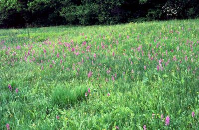 Orchideenweise nördlich Winklpoint 