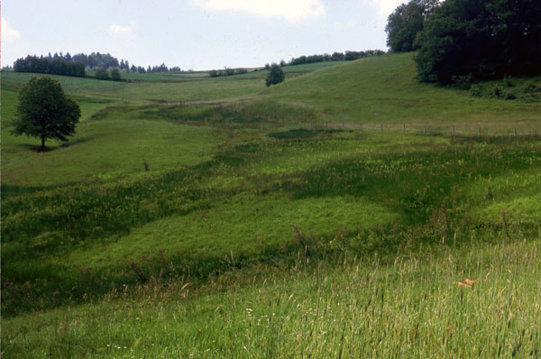 Feuchtwiese bei Sonnleiten 