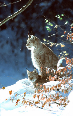 Luchs (Lynx lynx)