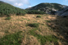 Sengsengebirge Hauptkamm. Verebnung mit Latschenfeld, Blick vom Schneeberg Richtung Osten 