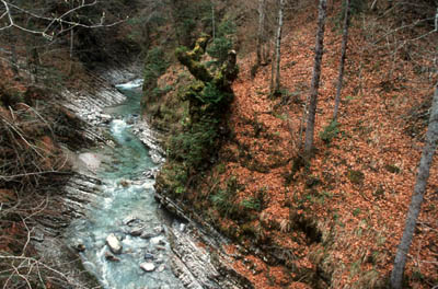 Krumme Steyrling im Bodinggraben 