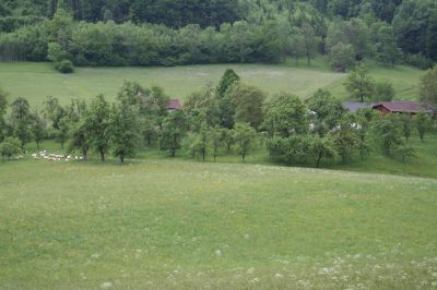 Einzelhof nördlich Leonstein mit großflächigem Streuobstbestand und Schafbeweidung; im Hintergrund mäßig intensive Weideflächen, im Vordergrund Intensivgrünland 