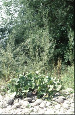 Alluvion mit Pioniervegetation mit Pestwurz und Strauchweiden im Tal der Krummen Steyrling, Bereich Mollner Becken 