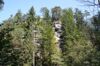 Konglomeratschlucht im Steyrtal, Molln, Ortsteil Zinken, Oberkante mit fragmentarischer Ausbildung eines Schneeheide-Kiefernwaldes 