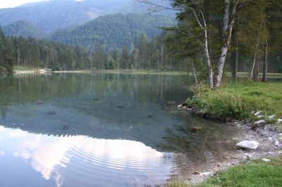 Schiederweiher im Stodertal im Bereich Polsterlucke: künstlicher Teich mit sehr klarem Wasser mit Makrophytenflur und schmaler Verlandungszone 
