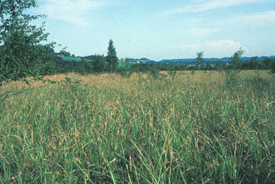 Schneidbinsen Röhricht (Cladietum marisci) am Seeleiten See 