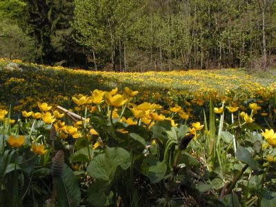 Nährstoffreiche Feuchtwiese mit Sumpfdotterblumen in einer Hangverebnung auf des Südseite des Ameisberges 